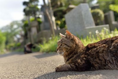 Cat sitting on road