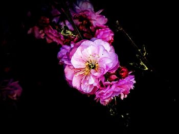 Close-up of flowers