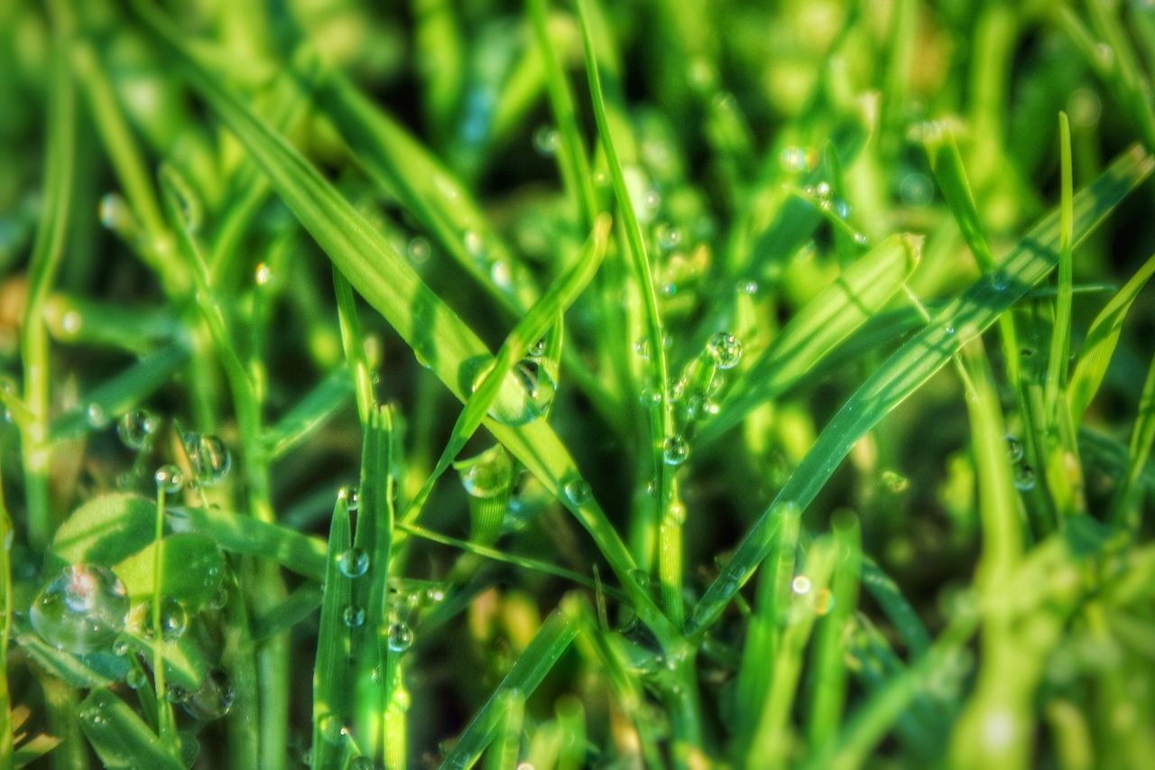 Dew morning drops plant nature [