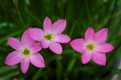 Close-up of pink flowering plant