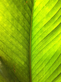 Detail shot of green leaf