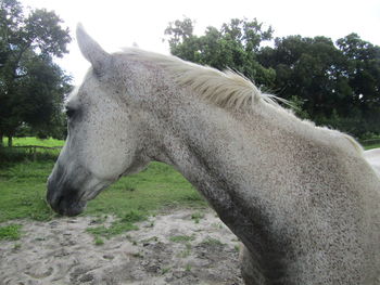 Dog standing on tree trunk