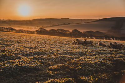 View of a field at sunset