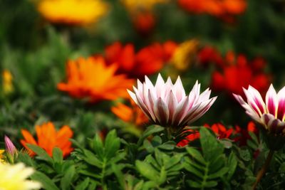 Close-up of orange flowering plants