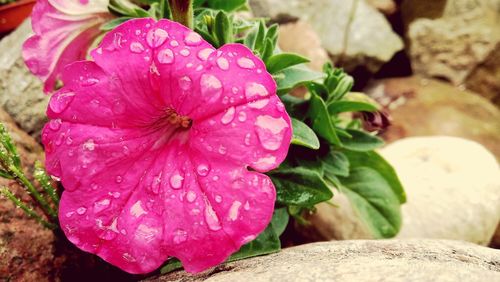 Close-up of wet pink rose flower