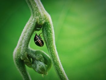 Close-up of insect on leaf