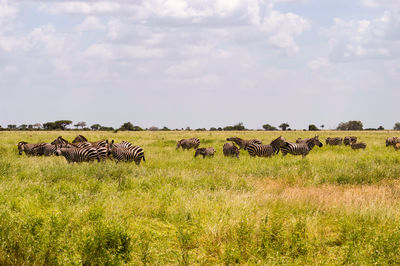 A herd of zebras standing on the savannah field with a blurry background in tsavo east park in kenya
