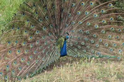 View of peacock on field
