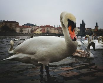 Swan on water against sky