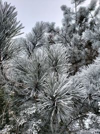 Low angle view of pine tree during winter