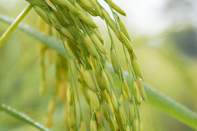 Close-up of wheat growing on farm
