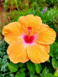 Close-up of wet flower blooming outdoors