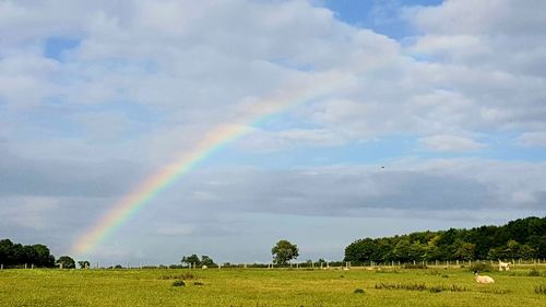 Scenic view of rainbow over field against sky