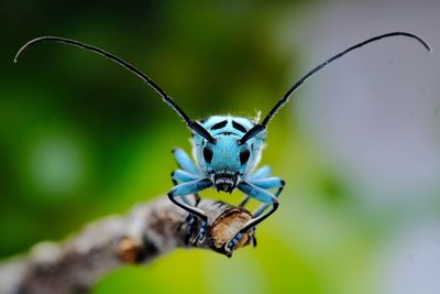 Close-up of insect on plant