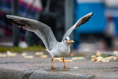 Seagull splashing water on footpath