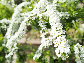 Close-up of white flowering plant