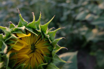 Close-up of yellow flowering plant