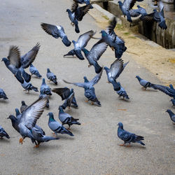 High angle view of pigeons