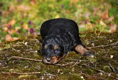 Portrait of dog on field