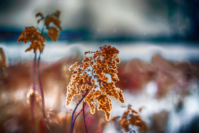 Close-up of snow covered plant during winter