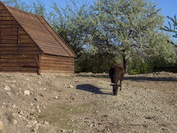 View of a horse on field