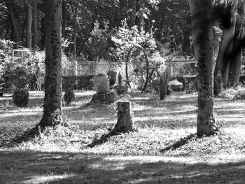 Trees on landscape