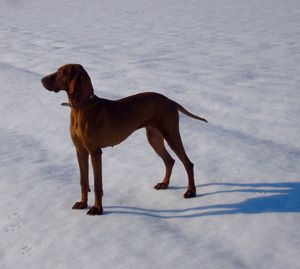 Dog looking away