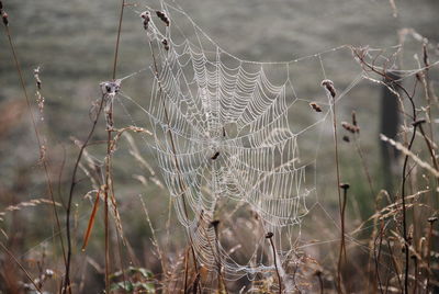 Close-up of spider webs on dried plants