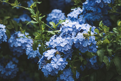 Close-up of blue hydrangea flowers