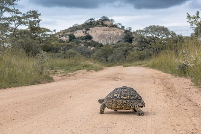 View of an animal on dirt road