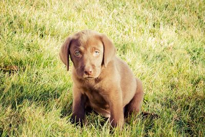 Close-up of dog resting on grassy field