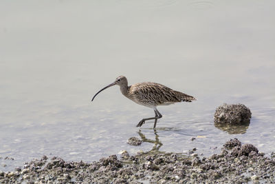 Bird perching on rock by sea