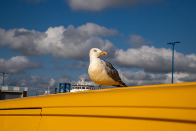 Seagull perching on yellow car against sky