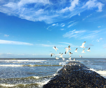 Seagulls flying over sea against sky