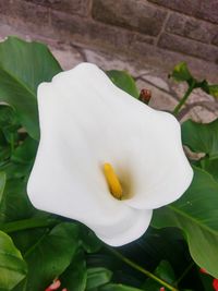 Close-up of white flowering plant