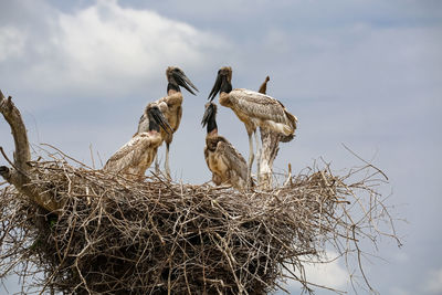 Bird perching on nest