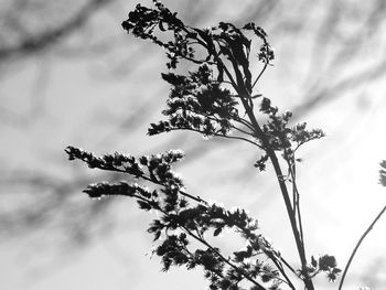 Low angle view of tree against sky