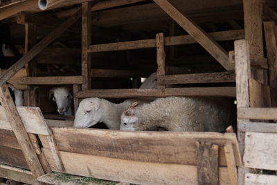 View of an animal sitting on wood