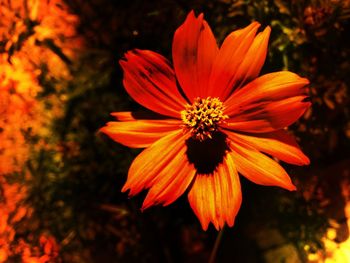 Close-up of red flowers