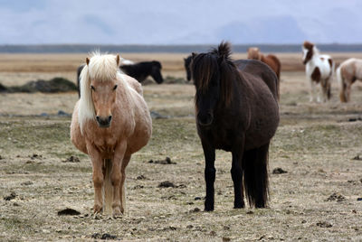 Icelandic horses standing on field