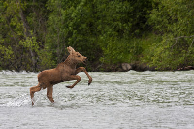 Baby moose running in the river 