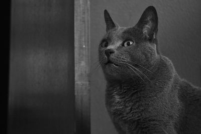 Close-up of a cat looking away