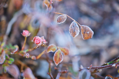 Close-up of flowering plant leaves