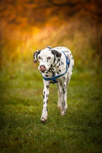 Dog running in a field