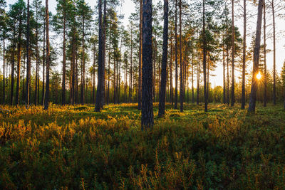 Trees in forest