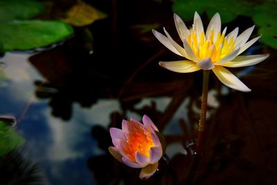 The twin lotus