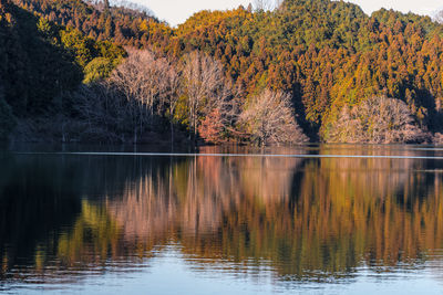 Trees by lake during autumn