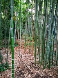 Bamboo trees in forest