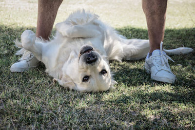 Low section of person with dog on field