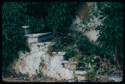 Plants growing on a wall